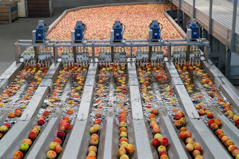 Apples Being Washed And Graded In Fruit Processing Plant